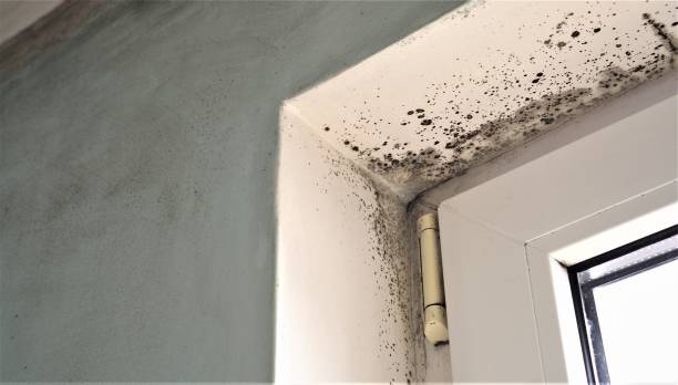 Mold Documentation for Insurance Claims in Rock Creek, MN
