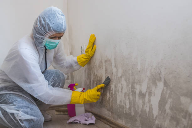 Best Mold Remediation for Healthcare Facilities  in Rock Creek, MN