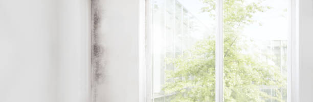 Best Basement Mold Removal  in Rock Creek, MN
