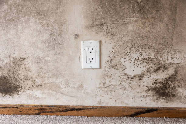 Mold Removal for HVAC Installations in Rock Creek, MN