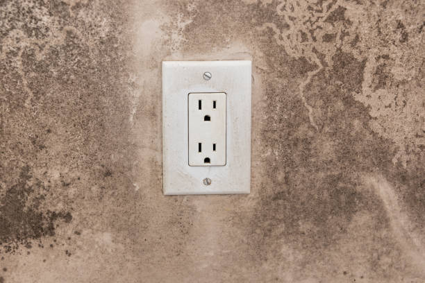 Best Emergency Mold Remediation  in Rock Creek, MN