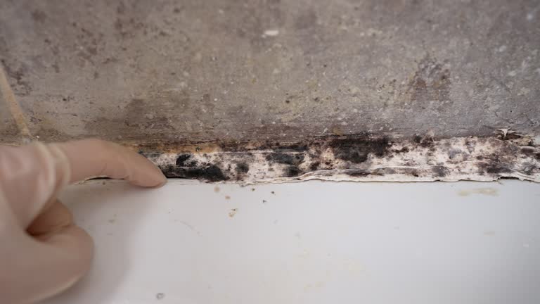 Best Commercial Mold Inspection  in Rock Creek, MN