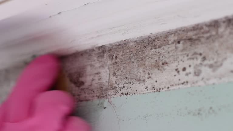 Best Indoor Air Quality Assessment  in Rock Creek, MN